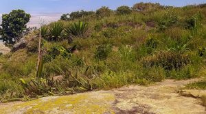 APA Guaratiba